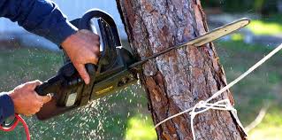 Tree and Shrub Care in Mineral Springs, NC